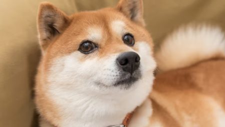 Dogecoin’deki Fiyat Kararsızlığı, Memecoin’leri Etkiliyor